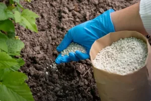 CHỨNG CHỈ BỒI DƯỠNG CHĂM SÓC PHÂN BÓN